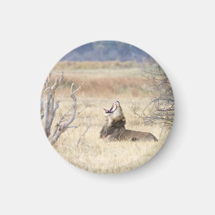Yawande lejonare magnet