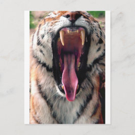 Yawerande tiger 2 vykort