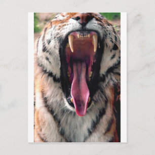 Yawerande tiger 2 vykort