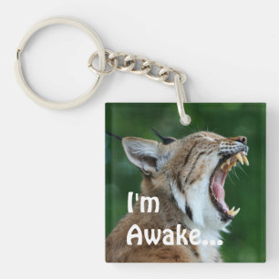Yawning Bobcat