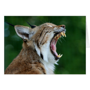 Yawning Bobcat Blank Card Hälsningskort