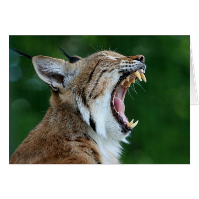 Yawning Bobcat Blank Card Hälsningskort (Framsidan Horizontal)