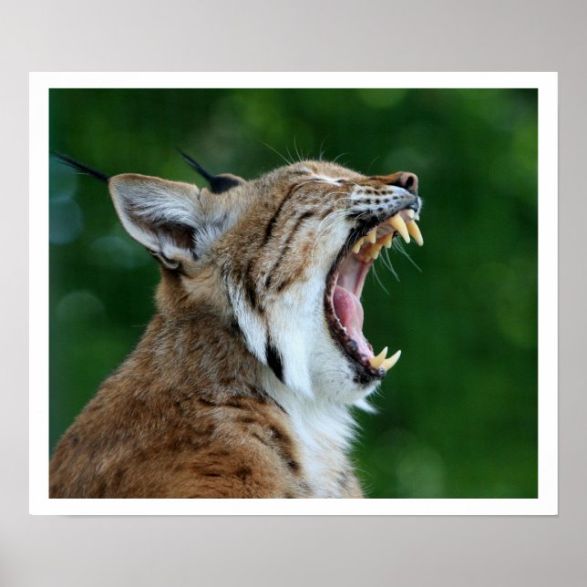 Yawning Bobcat Poster (Framsidan)