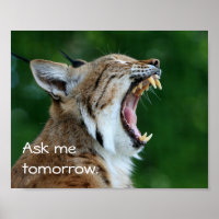 Yawning Bobcat