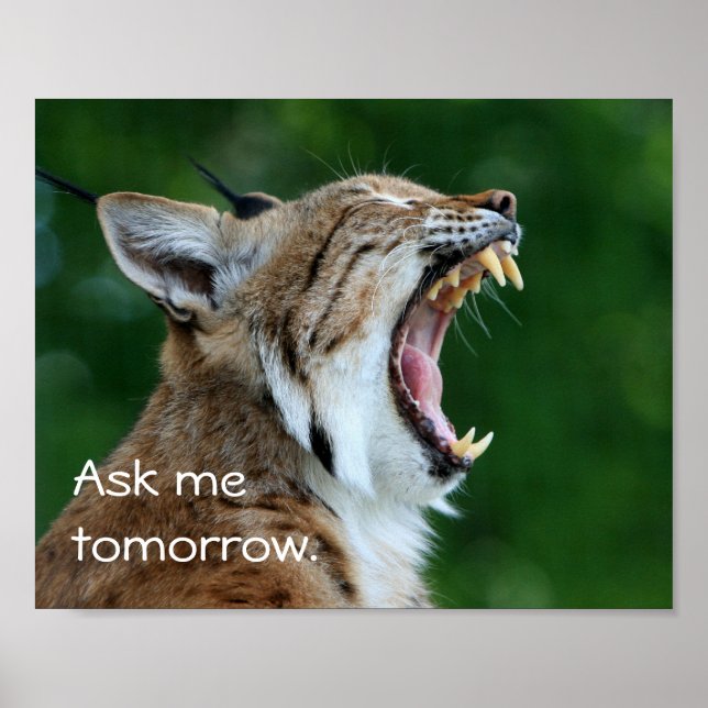 Yawning Bobcat Poster (Framsidan)