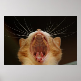 Yawning Cat Kattunge, Kitten Photo Poster