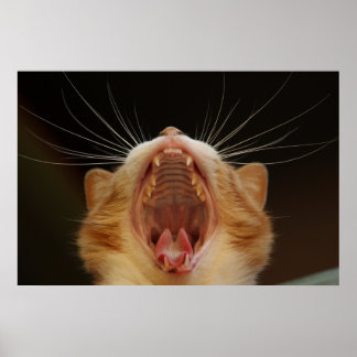 Yawning Cat Kattunge, Kitten Photo Poster