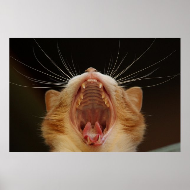 Yawning Cat Kattunge, Kitten Photo Poster (Framsidan)