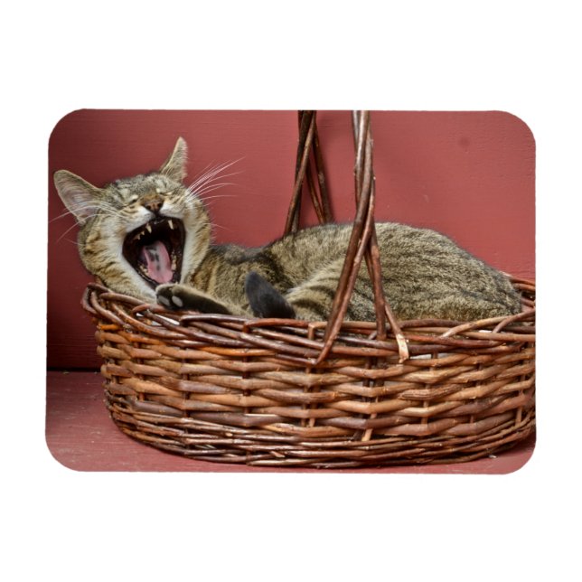 Yawning Cat Magnet (Horisontell)