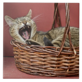 Yawning Cat Tile Kakelplatta