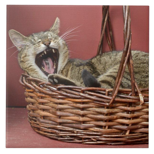 Yawning Cat Tile Kakelplatta (Framsidan)