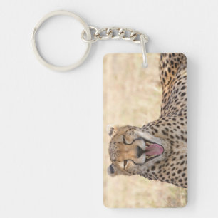 Yawning Cheetah