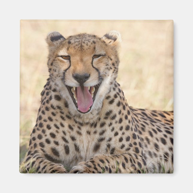 Yawning Cheetah Magnet (Framsidan)