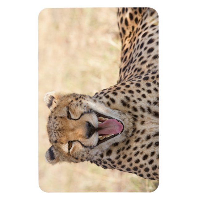 Yawning Cheetah Magnet (Vertikal)