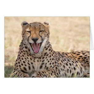 Yawning Cheetah OBS Kort