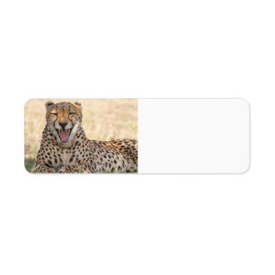 Yawning Cheetah Returadress Etikett