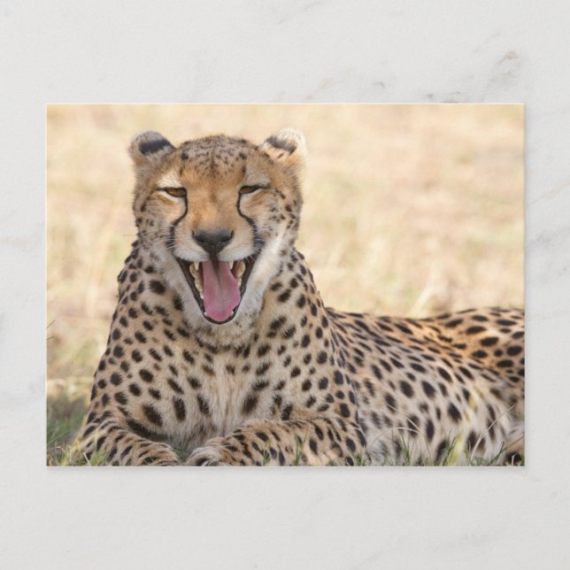 Yawning Cheetah Vykort (Framsida)