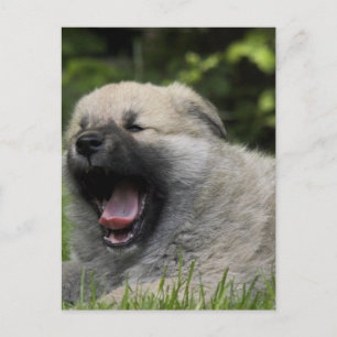 Yawning Chow Chow Postcard Vykort
