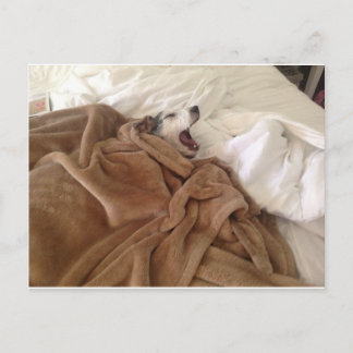 Yawning Doggy Vykort