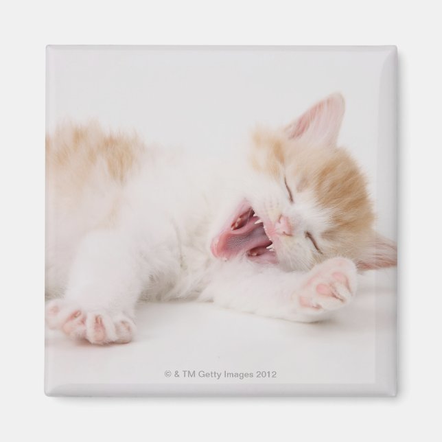 Yawning Kitten på White Background. Magnet (Framsidan)