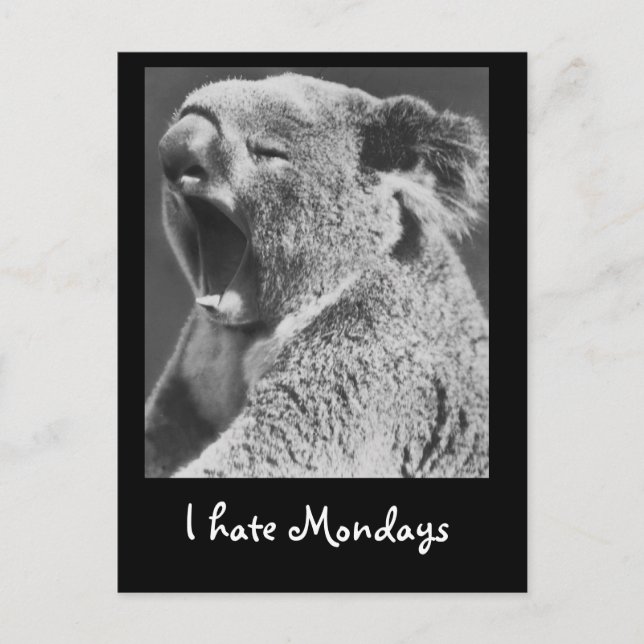 Yawning Koala Vykort (Framsida)