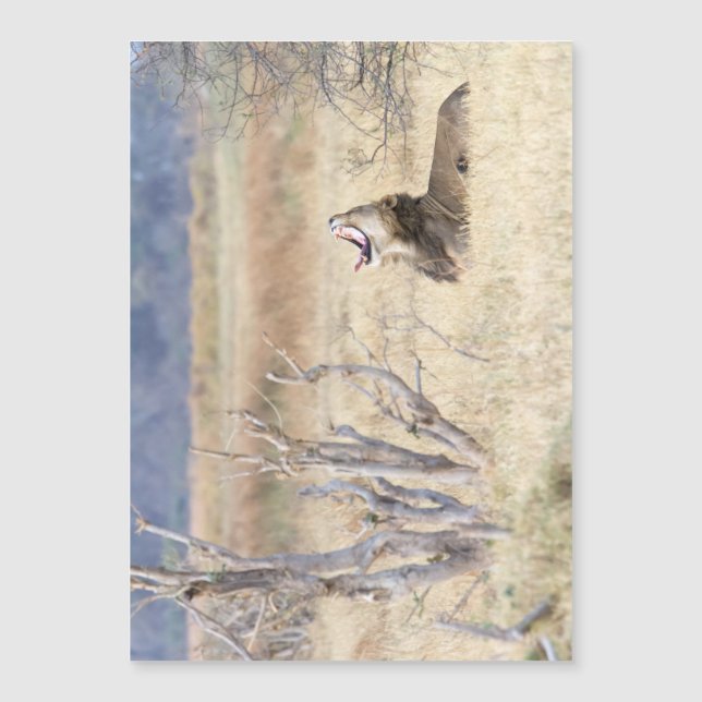 Yawning lejon (Framsida)