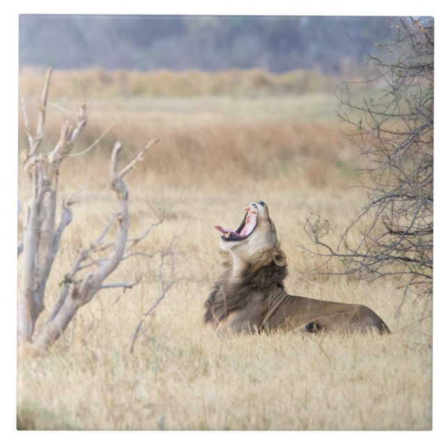 Yawning lejon kakelplatta (Framsidan)