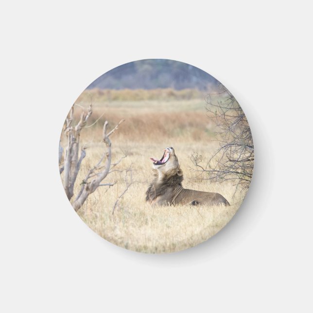 Yawning lejon magnet (Framsidan)