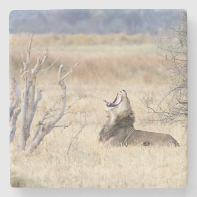 Yawning lejon stenunderlägg (Framsidan)