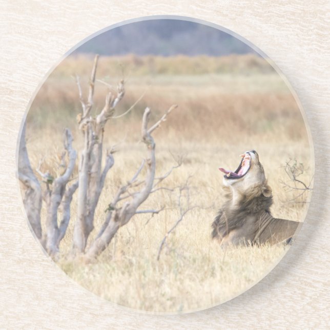 Yawning lejon underlägg (Framsidan)