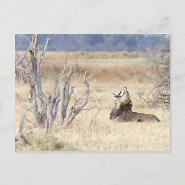 Yawning lejon vykort (Framsida)