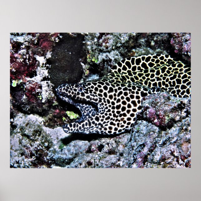 Yawning Leopard Moray Poster (Framsidan)