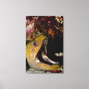 Yawning och skrämmande munnen på en gula marginal canvastryck