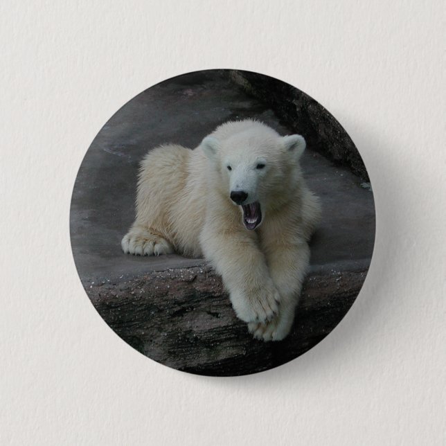 Yawning Polar björn unge Knapp (Framsida)