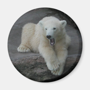 Yawning Polar björn unge Magnet