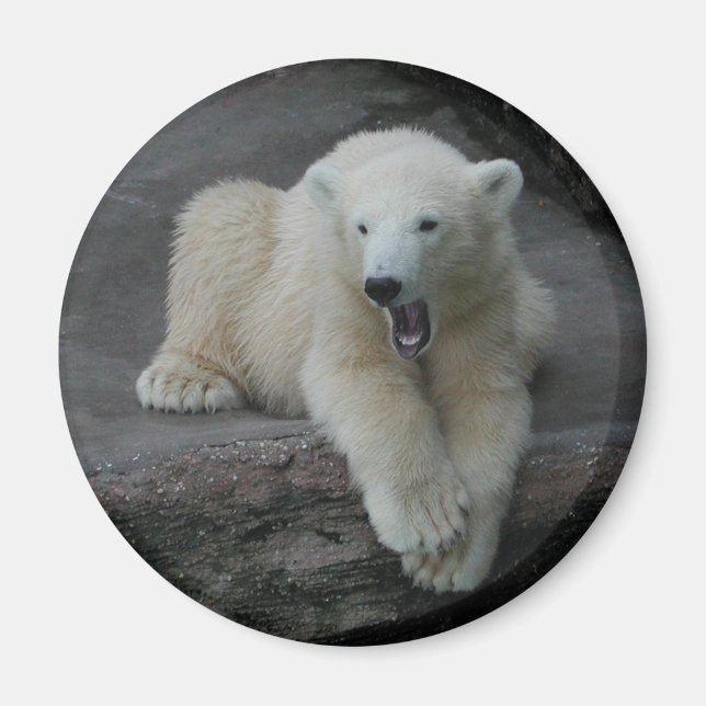 Yawning Polar björn unge Magnet (Framsidan)