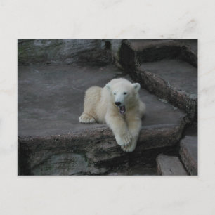 Yawning Polar björn unge Vykort