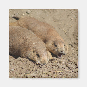 Yawning Prairie Hund Magnet
