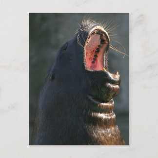 Yawning-säl Vykort