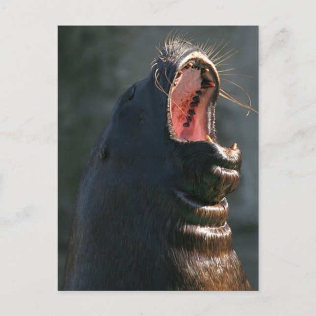 Yawning-säl Vykort (Framsida)