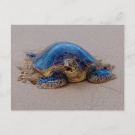 Yawning Sea Turtle Vykort