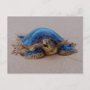 Yawning Sea Turtle Vykort