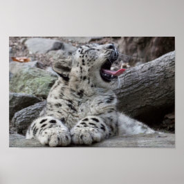 Yawning Snö Leopard Unge Poster