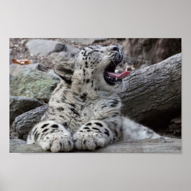 Yawning Snö Leopard Unge Poster (Framsidan)