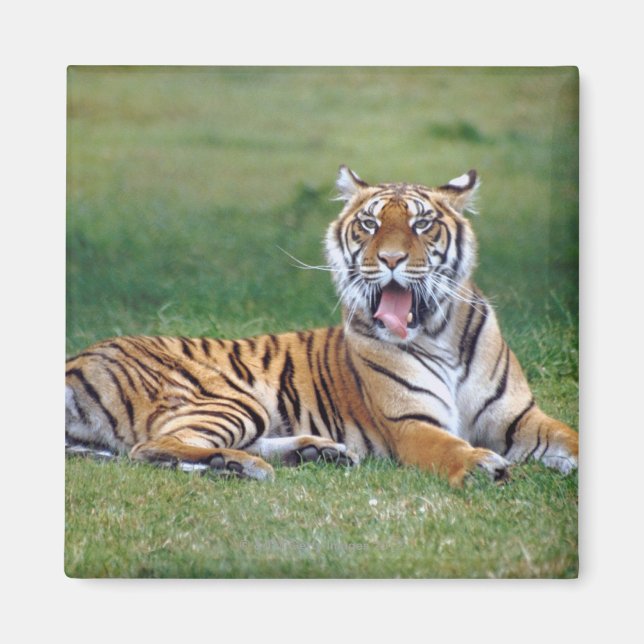 Yawning Tiger Magnet (Framsidan)