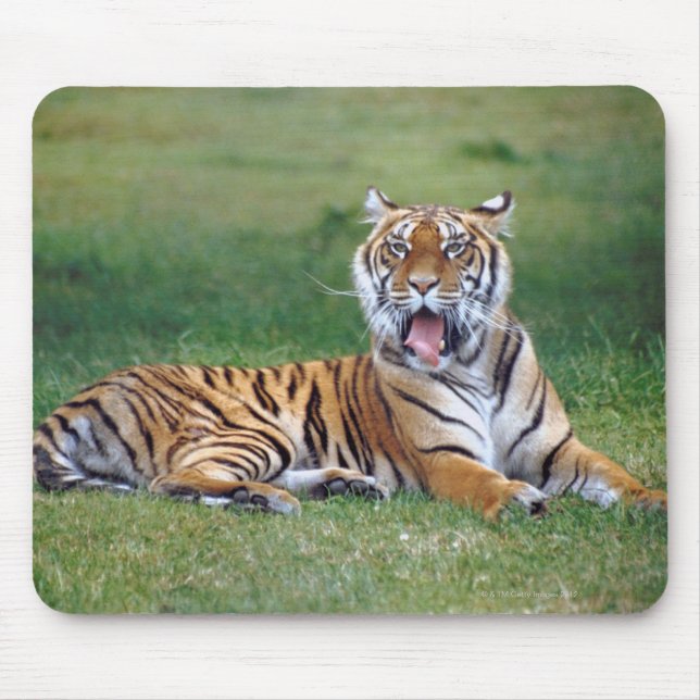Yawning Tiger Musmatta (Framsidan)