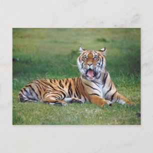 Yawning Tiger Vykort