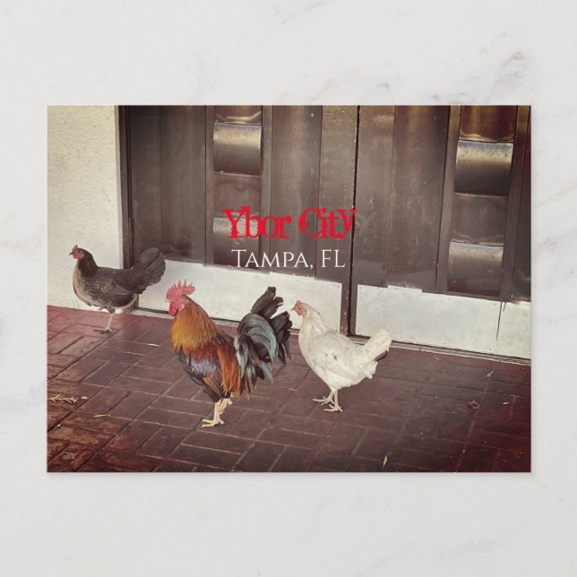 Ybor City, Tampa FLORIDA Vykort (Framsida)