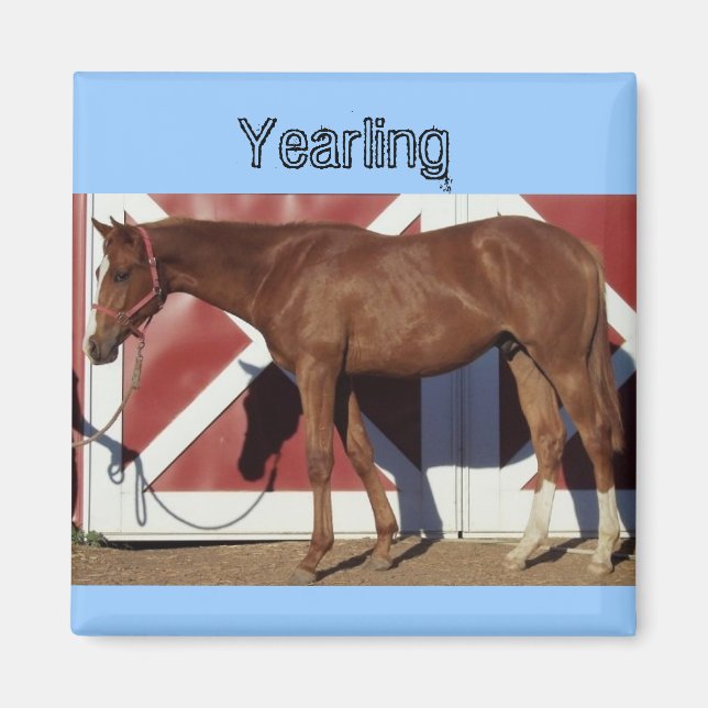 Yearlling Magnet (Framsidan)