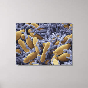 Yeasts och bakterier i kefirmjölk canvastryck